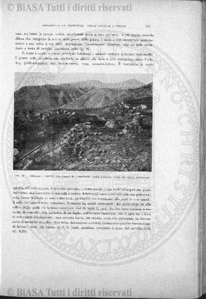 n. 11 (1926) - Pagina: 121