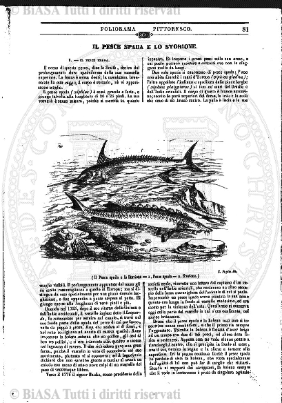 v. 27, n. 18 (1860-1861) - Pagina: 137