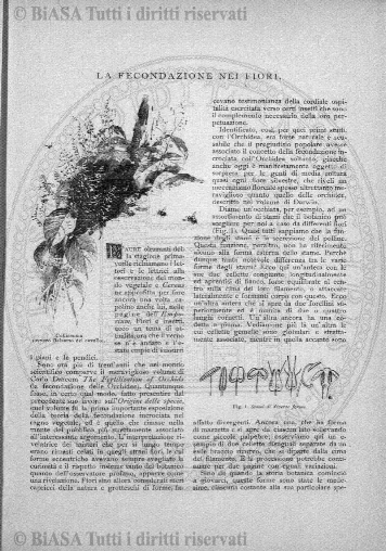 v. 5, n. 26 (1840-1841) - Pagina: 205