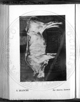 n. 7 (1935) - Copertina: 1