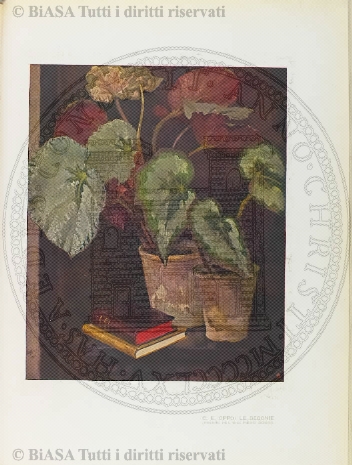 n. 7 (1911) - Copertina: 1