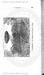 n. 7-8 (1874-1875) - Sommario: p. 49