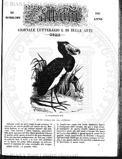 n. 5 (1876) - Pagina: 81