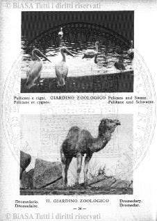 v. 23, n. 49 (1856-1857) - Pagina: 385
