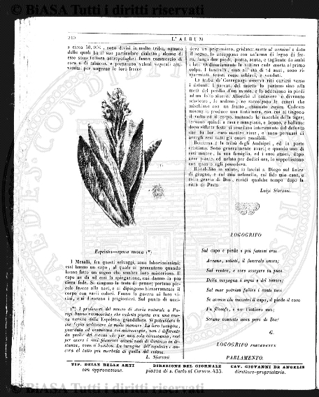 n. 8 (1924) - Pagina: 85