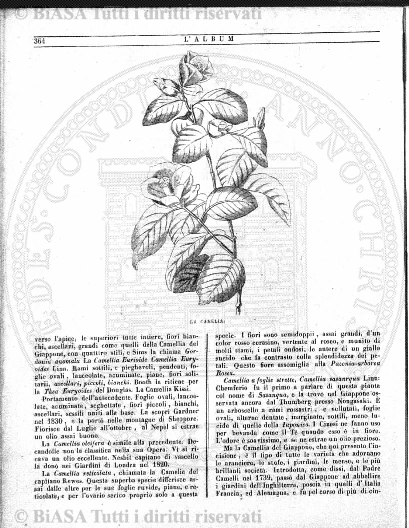 n. 44 (1899) - Frontespizio