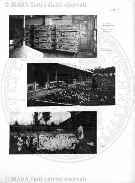 v. 23, n. 28 (1796-1797) - Pagina: 217