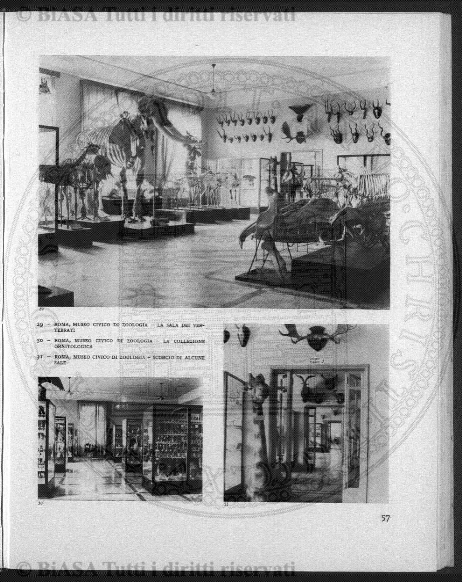 n. 6 (1868) - Pagina: 145