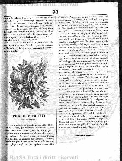 v. 7, n. 38 (1840-1841) - Pagina: 297