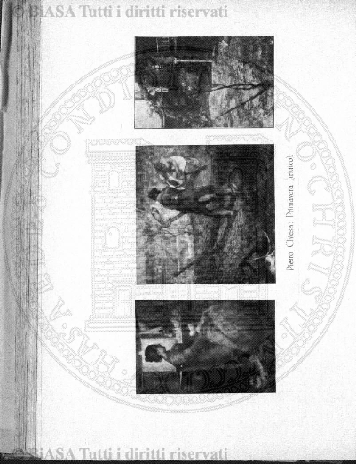 n. 38 (1844-1845) - Pagina: 17