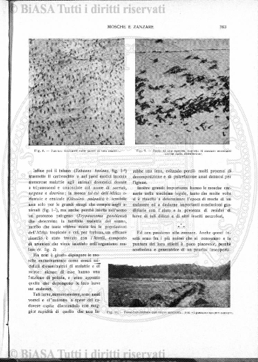 v. 5, n. 26 (1910) - Pagina: 47