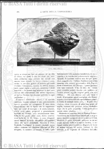 n. 57 (1874-1875) - Sommario: p. 449